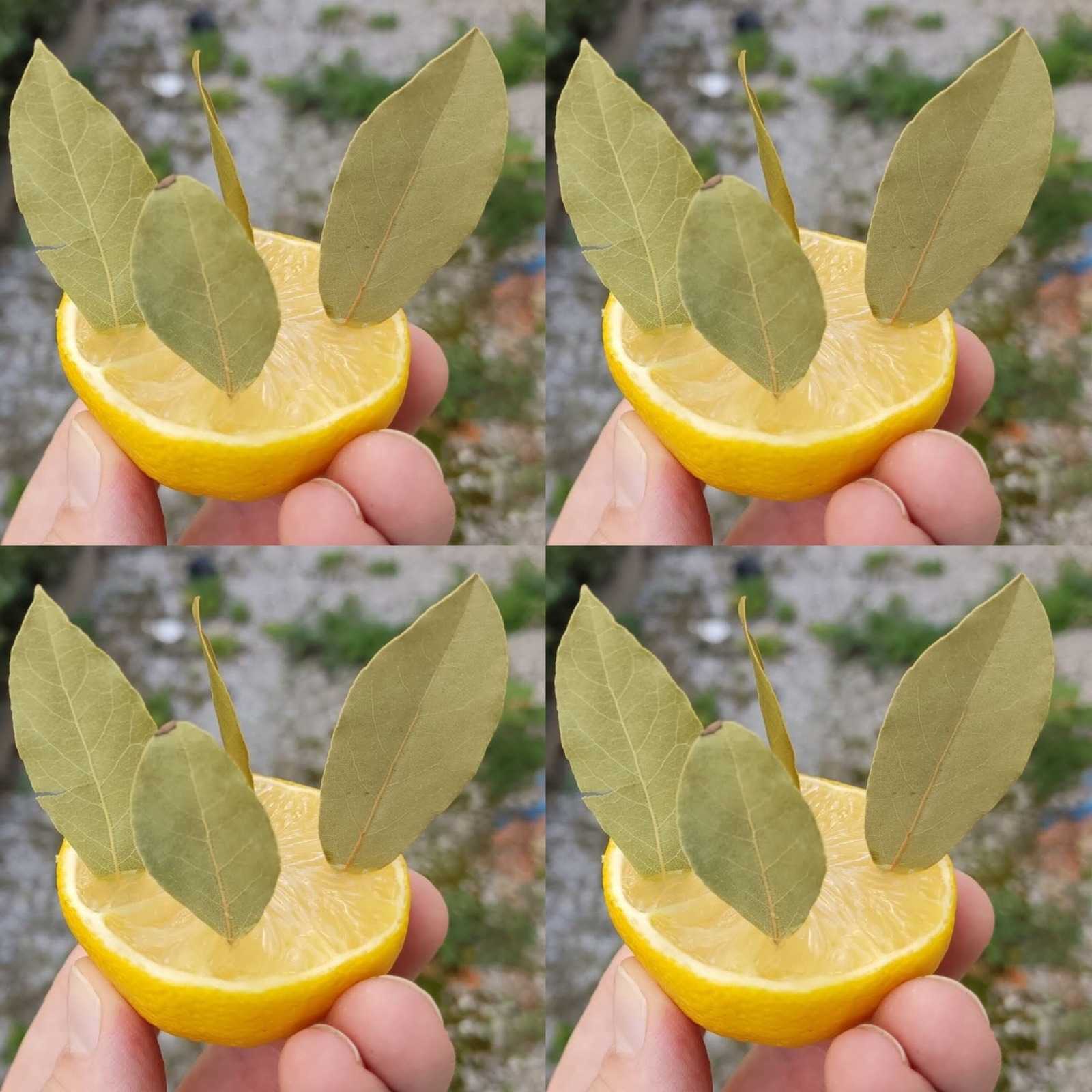 Bay Leaf and Lemon: A Simple Yet Powerful Natural Remedy