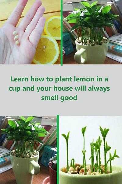 Learn How to Plant Lemon in a Cup and Your House Will Always Smell Good