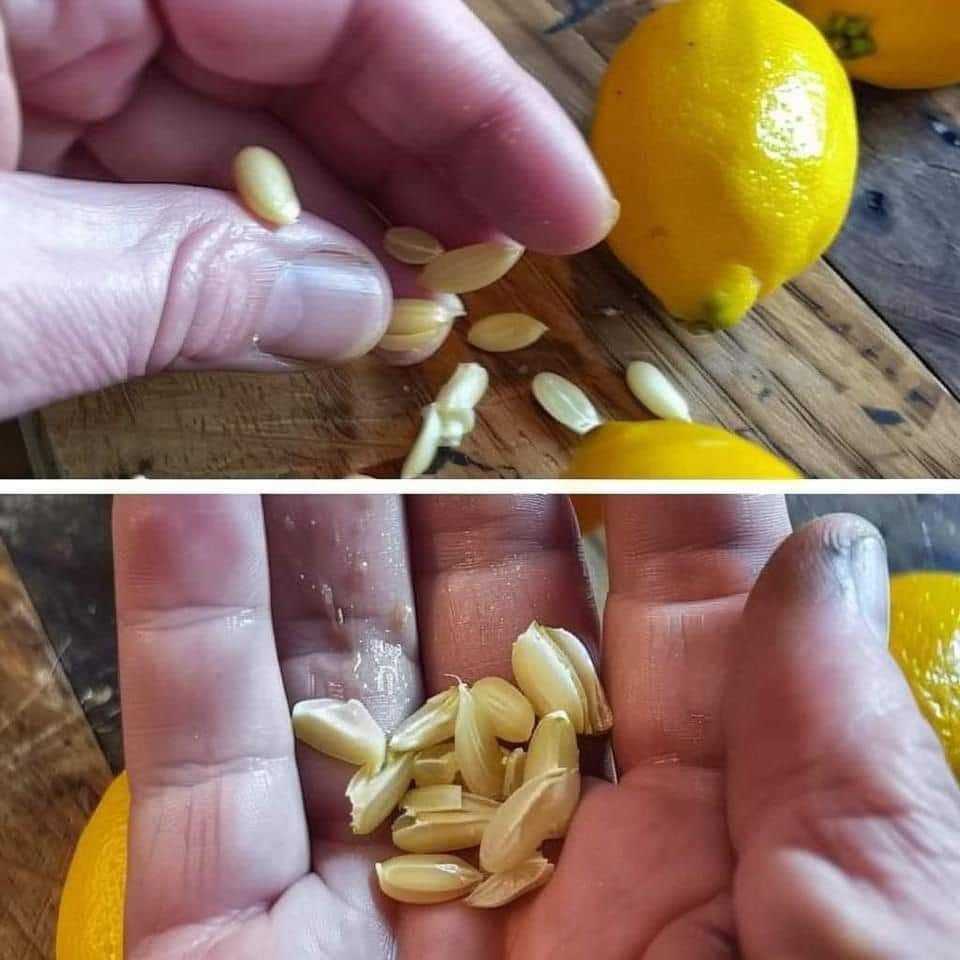 Don’t toss out those lemon seeds after juicing! Lemon seeds offer surprising ways to make the most of this wonderful fruit.