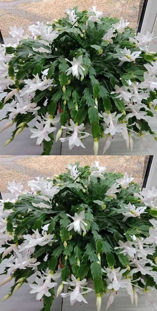 Unlock the Secret to Year-Round Blooms: Expert Tips for Your Christmas Cactus