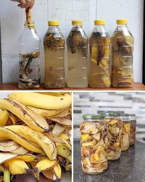 Banana Peels: A Surprising Way to Reduce Waste and Keep Bugs Away