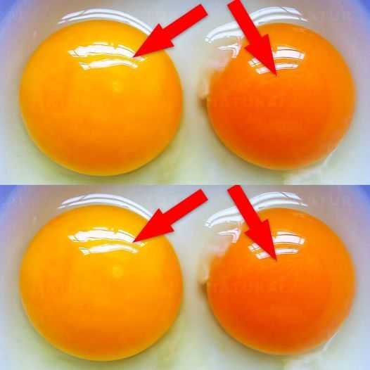 This Is What the Color of Your Egg Yolk Means