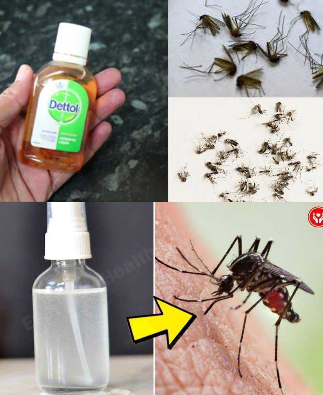 Mosquitoes, the lemon-based mixture that destroys them in 2 seconds: goodbye to itching forever