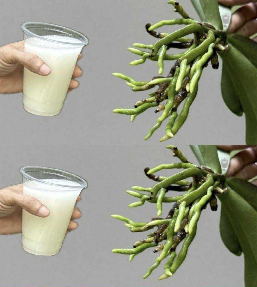 Orchids bloom ten times more if they are watered with this ingredient