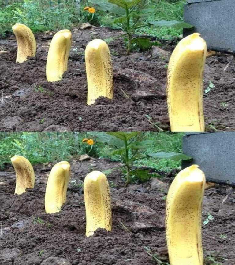 Bury a banana in the ground – Here is the result in 7 days