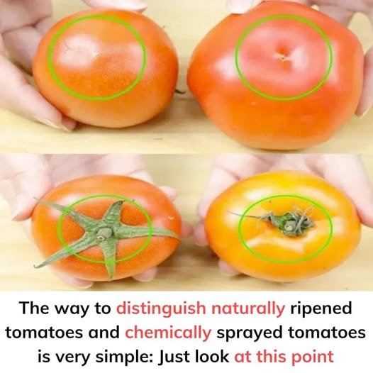 The way to distinguish naturally ripened tomatoes