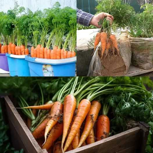 Growing Carrots at Home: A Beginner’s Guide