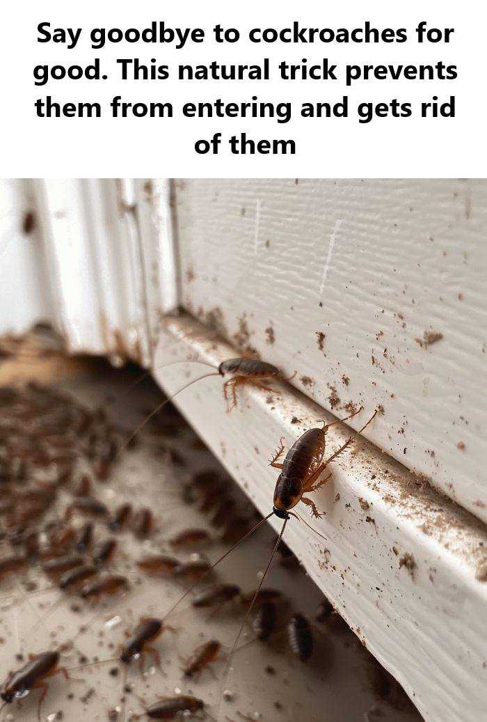 Say Goodbye to Cockroaches for Good: This Natural Trick Prevents Them from Entering and Gets Rid of Them