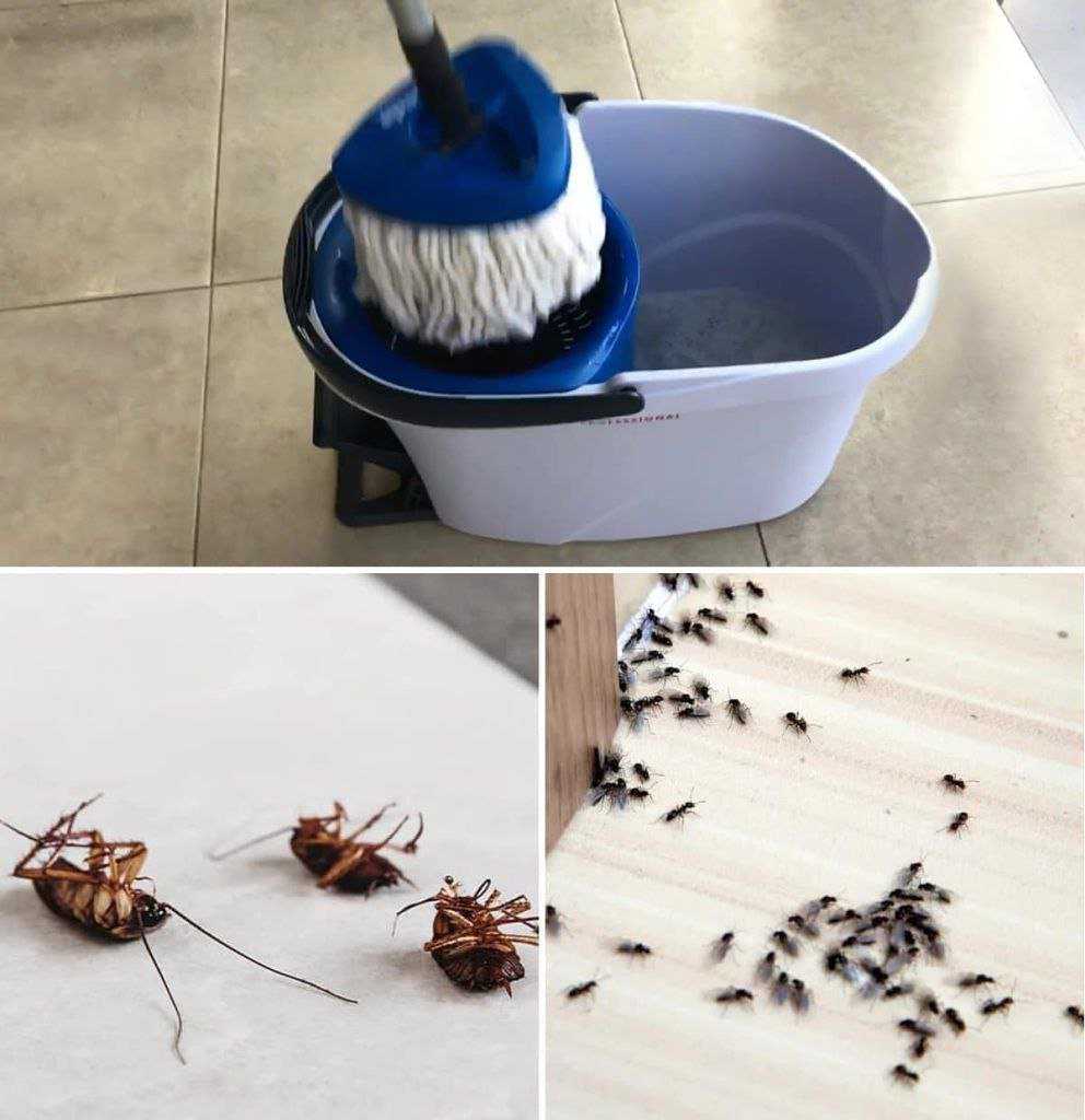 Clean the floor with these essential oils to keep ants and cockroaches away forever