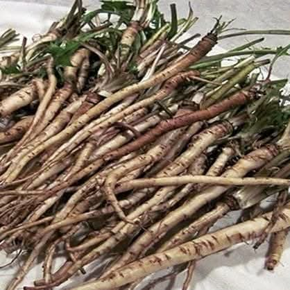 The Powerful Plant That May Support Cancer Treatment: A Closer Look at the Benefits of the Greater Burdock Root