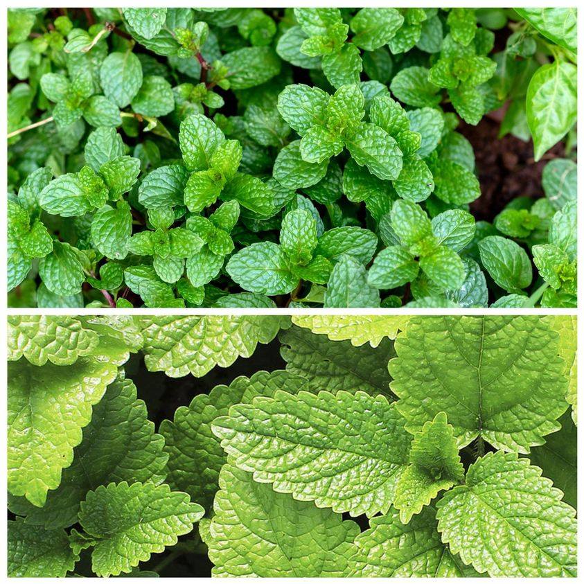 Harness the Power of Peppermint: A Natural Pest Repellent Gifted by Nature