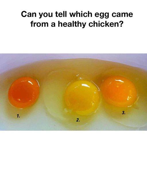 which egg came from a healthy chicken ?