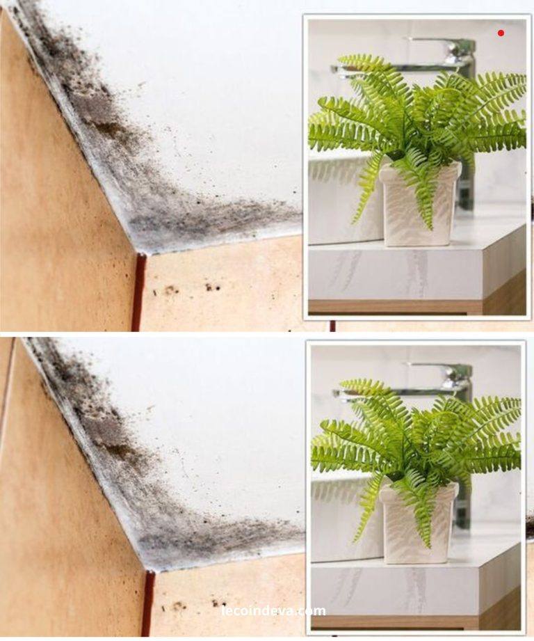 Home Tips: 5 Houseplants to Keep Bathroom and Walls From Mold