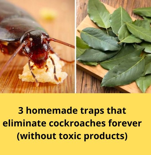 3 homemade traps that eliminate cockroaches forever (without toxic products)