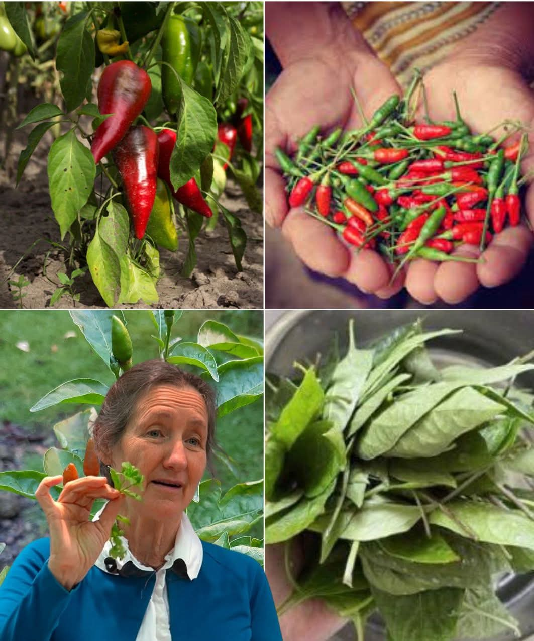 Discover the Untapped Potential of Chili Pepper Leaves: Benefits and Uses