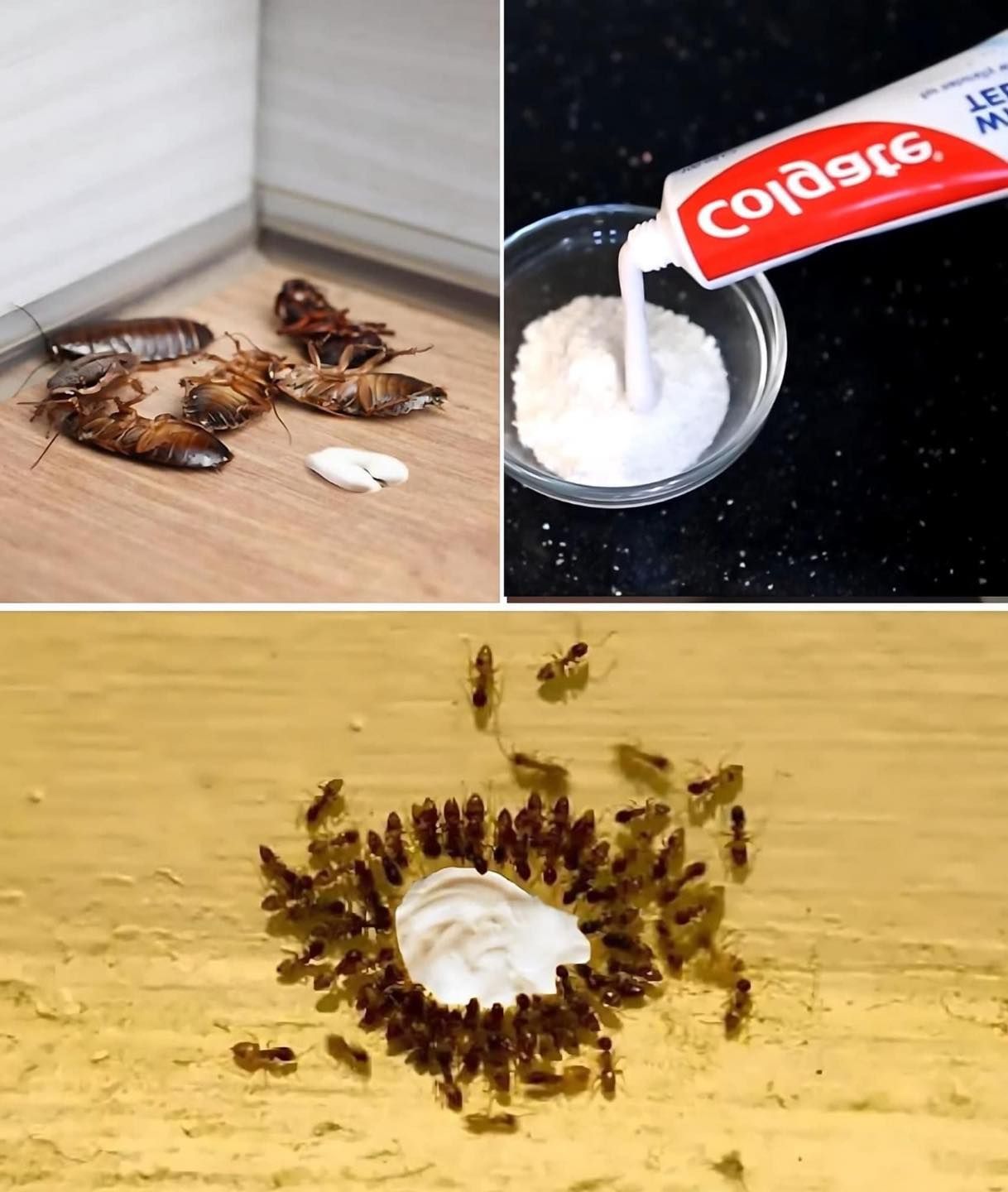 How to eliminate fleas, ants and cockroaches from your home forever