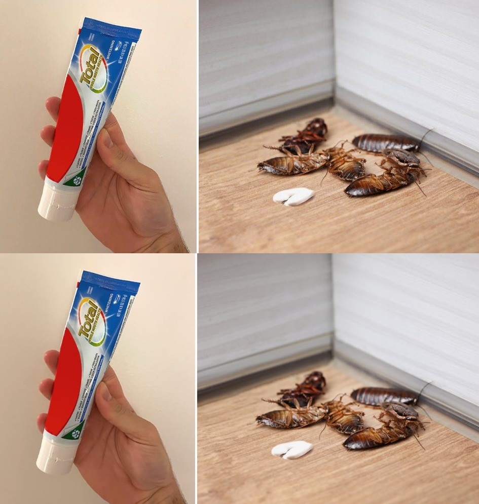 The toothpaste trick to get rid of cockroaches and cockroaches for good