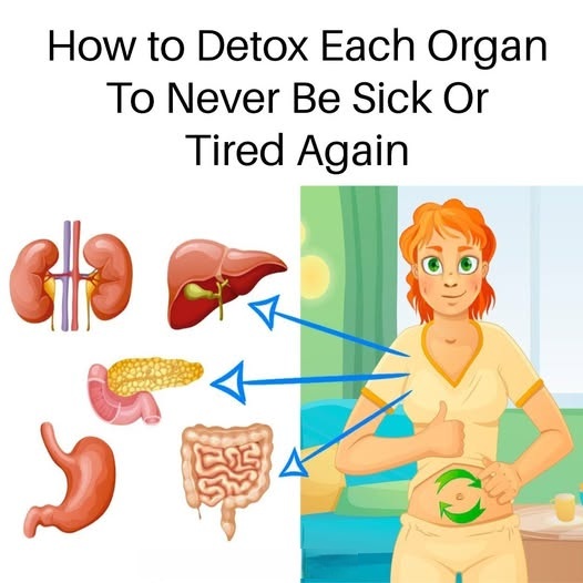 How to Detox Each Organ To Never Be Sick or Tired Again