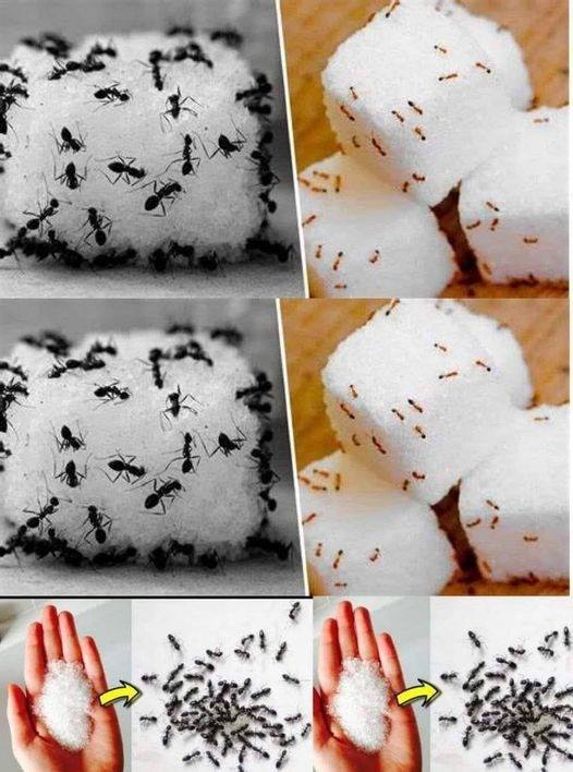 The Baking Soda Trick to Get Rid of Ants