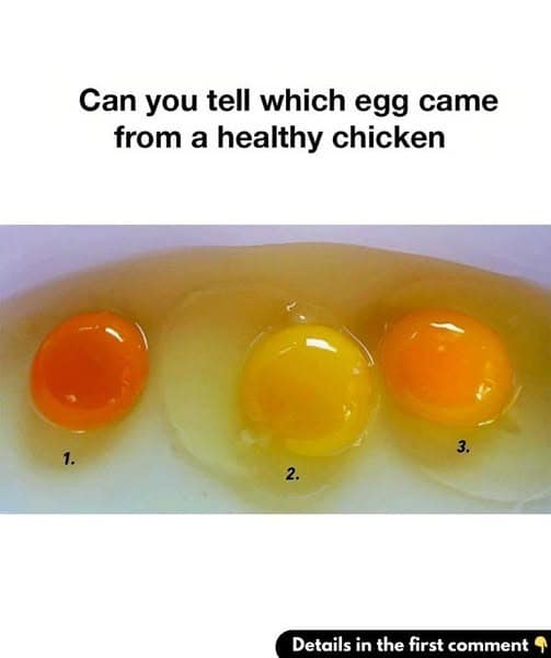 Can you tell which egg came from a healthy chicken