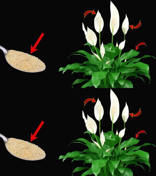 Add a spoonful to the water and water the peace lily. New leaves will appear quickly