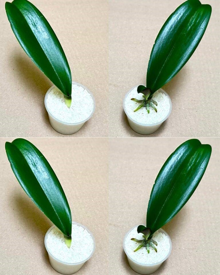 Just rice! Orchid leaves take root immediately and bloom all year long.