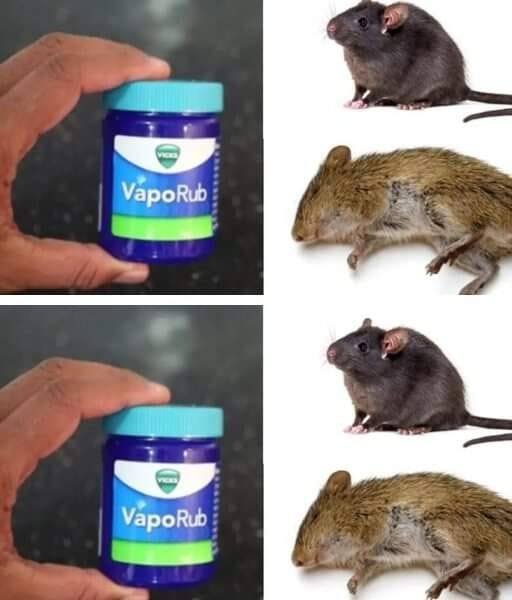 How to get rid of rats using Vick Vaporub, a method that works!