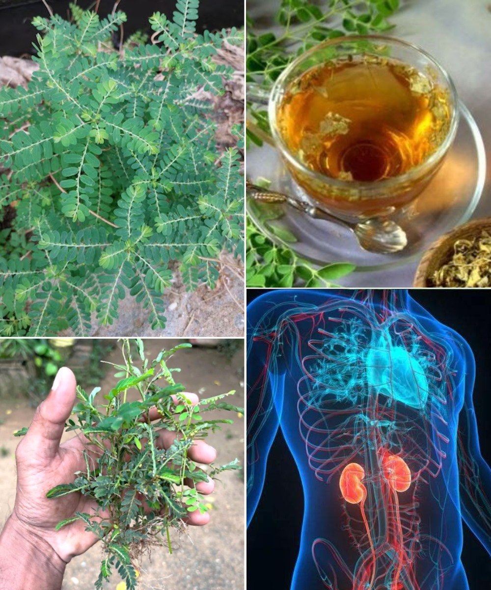 This is one of the most miraculous plants in the world, but most people don’t know …