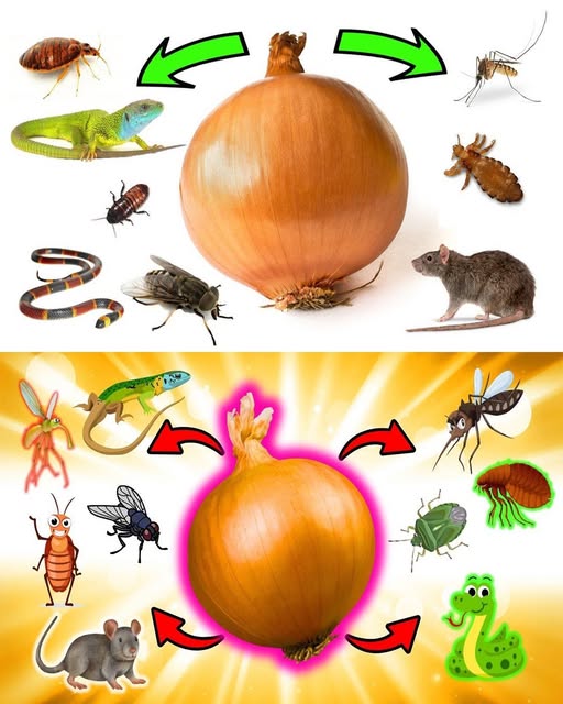 How to Use Onion to Get Rid of Pests