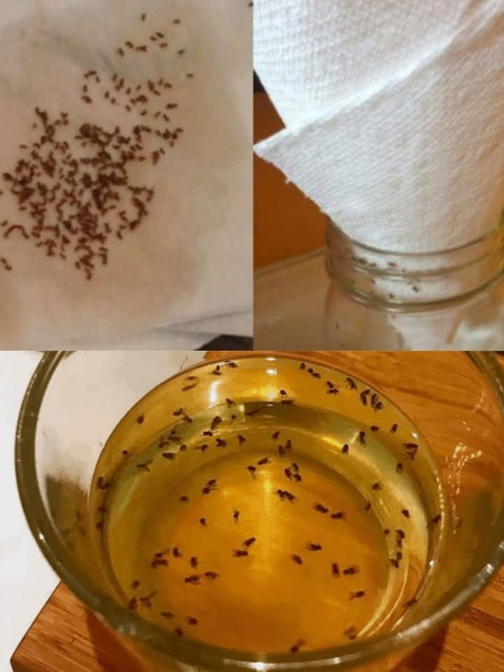 Say Goodbye To Fruit Flies And Gnats For Good – The Paper Towel Trick Changes Everything