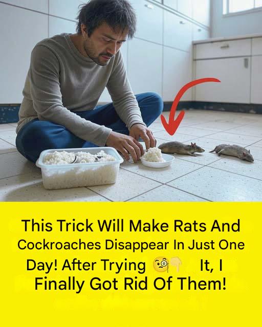 Get Rid of Rats and Cockroaches by Applying This