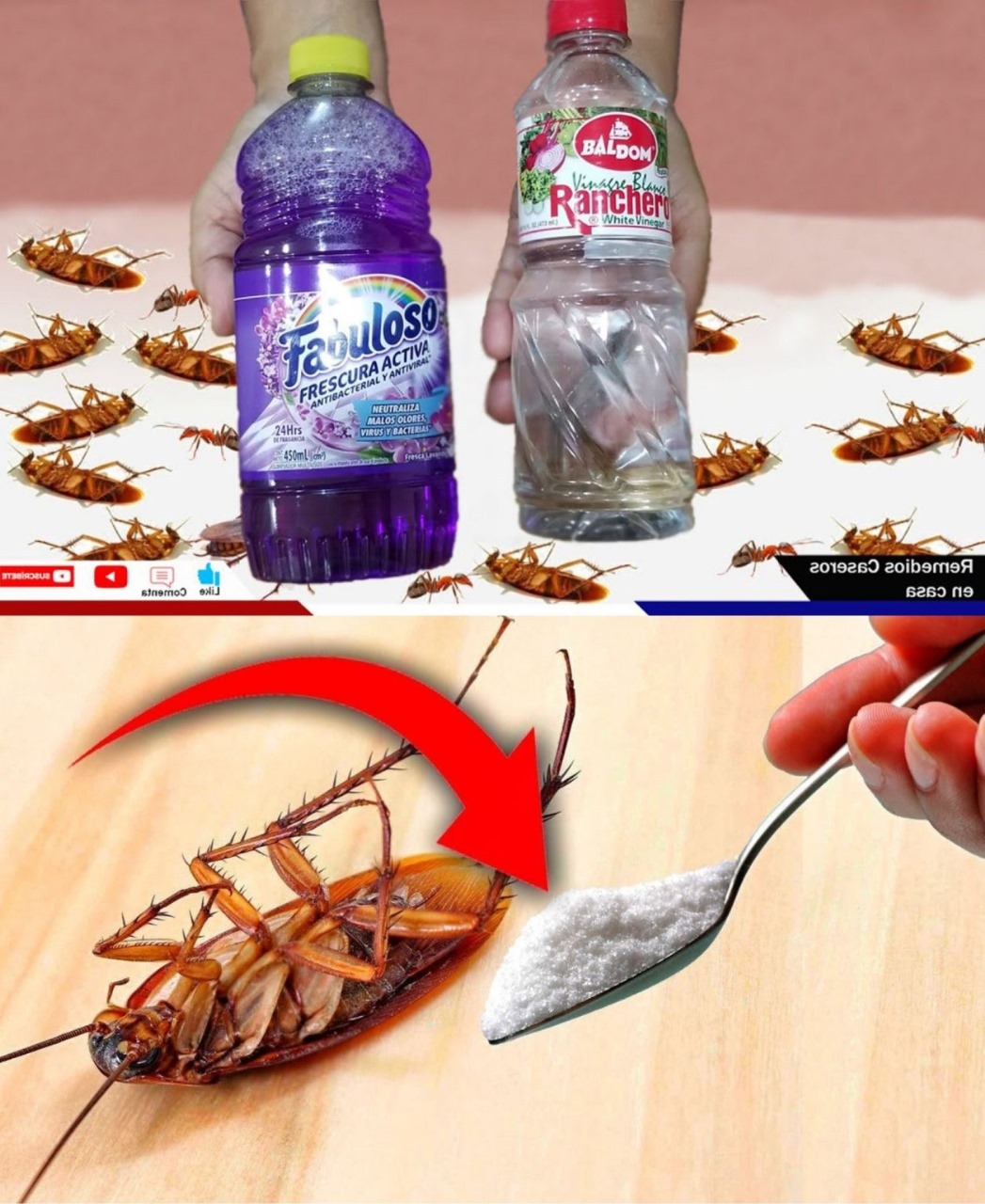 Not just vinegar to kill cockroaches at home with natural methods: here are 4 unknown tricks!