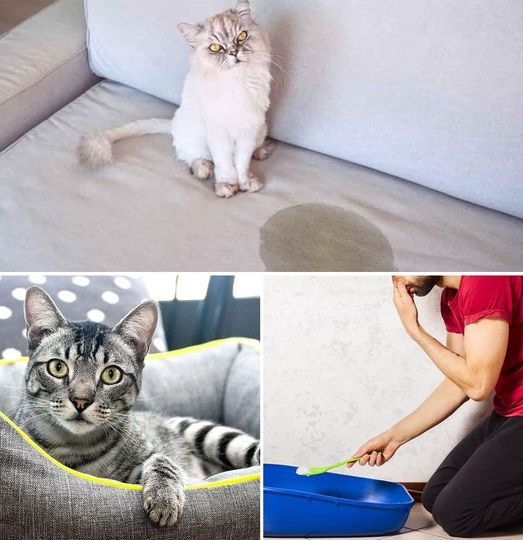 3 effective tricks to eliminate the strong urine odor of cats