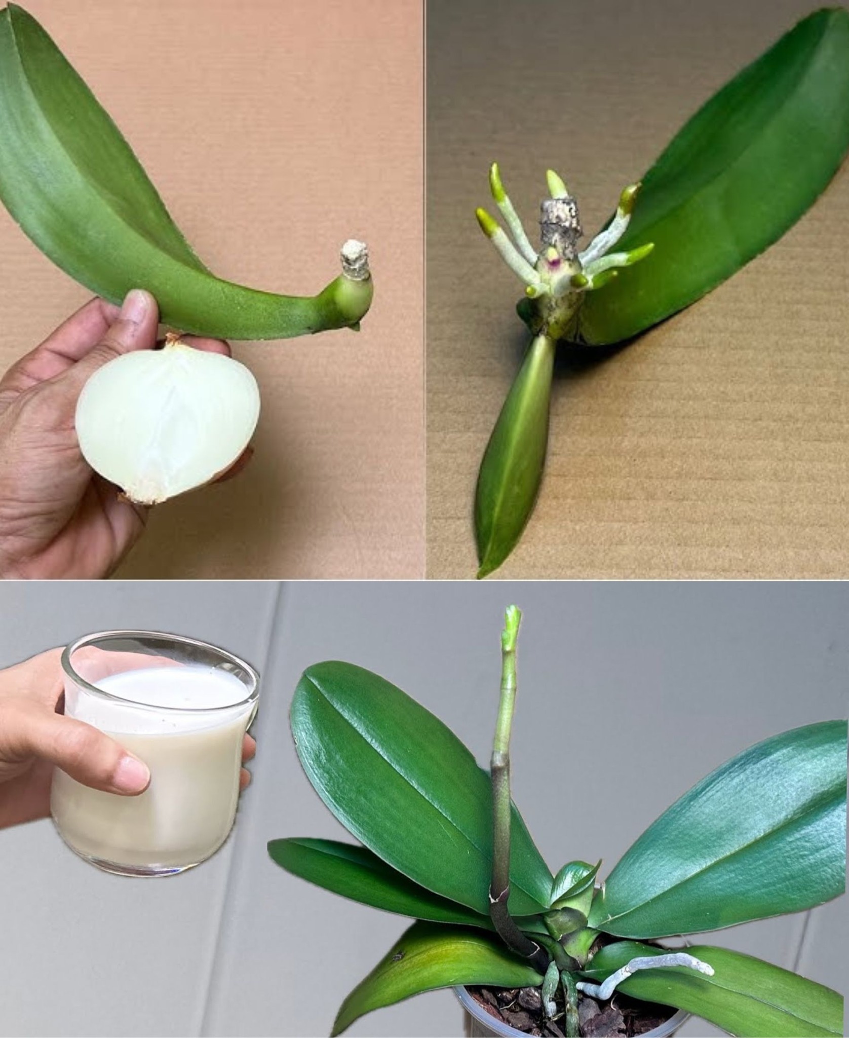 This magic water instantly and easily revives 1 orchid leaf