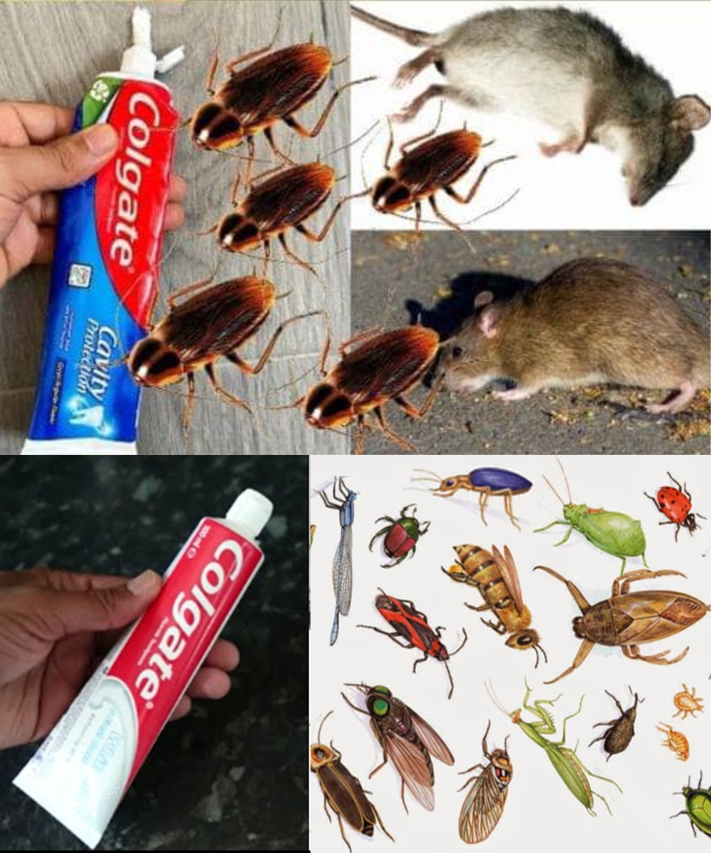 Stop wasting money on mouse, cockroach and ant poisons. Learn how to use toothpaste to protect your home