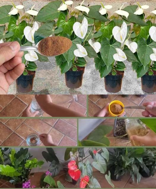 Spread it on the plants you have at home or in the garden: they will bloom for a whole year.