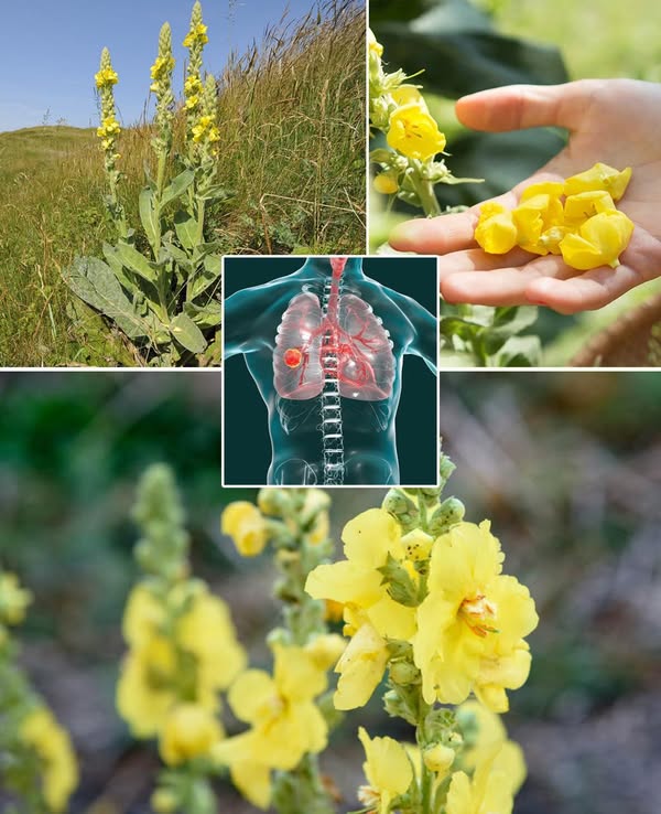 We usually pass it by, but it is actually an invaluable natural pharmacy!