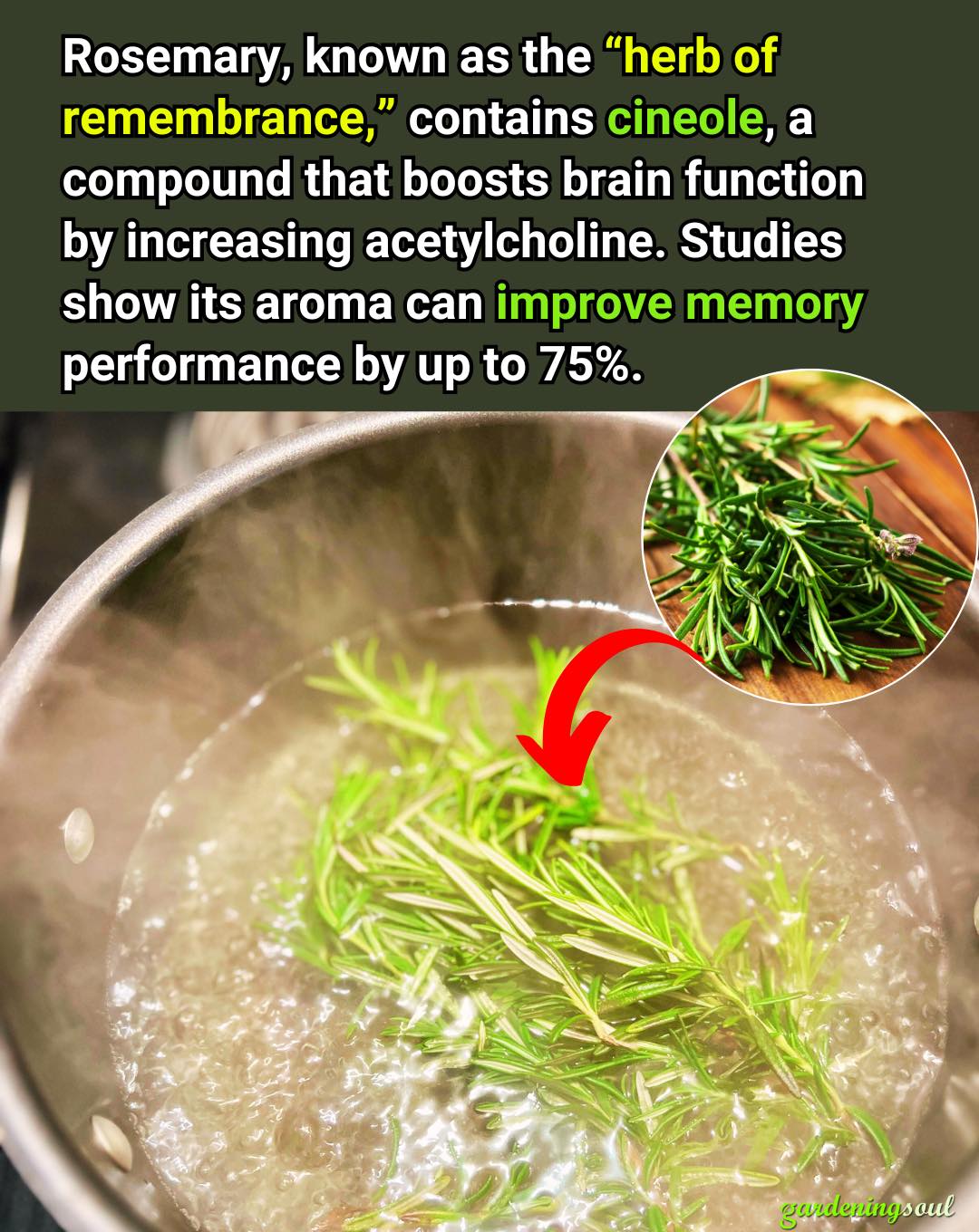 Try Simmering 10 Sprigs of Rosemary and Enjoy the Amazing Benefits That Follow
