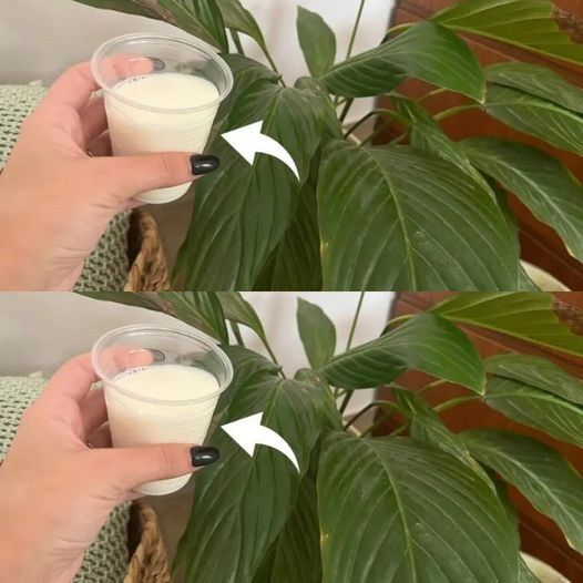 Peace Lily, Forget Water – Water It With This And It Lasts Forever
