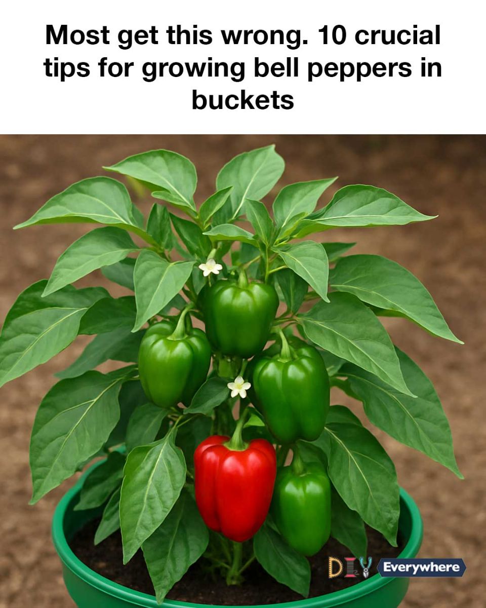Most get this wrong. 10 crucial tips for growing bell peppers in buckets