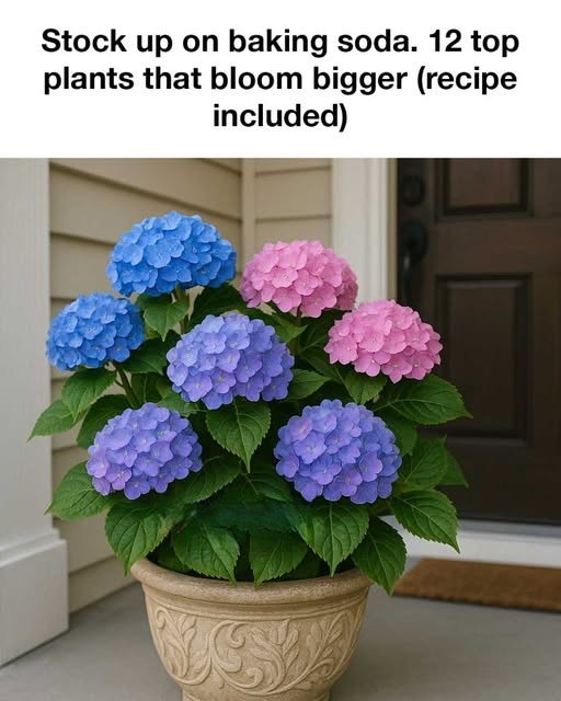 Stock up on baking soda. 12 top plants that bloom bigger with this 1 recipe