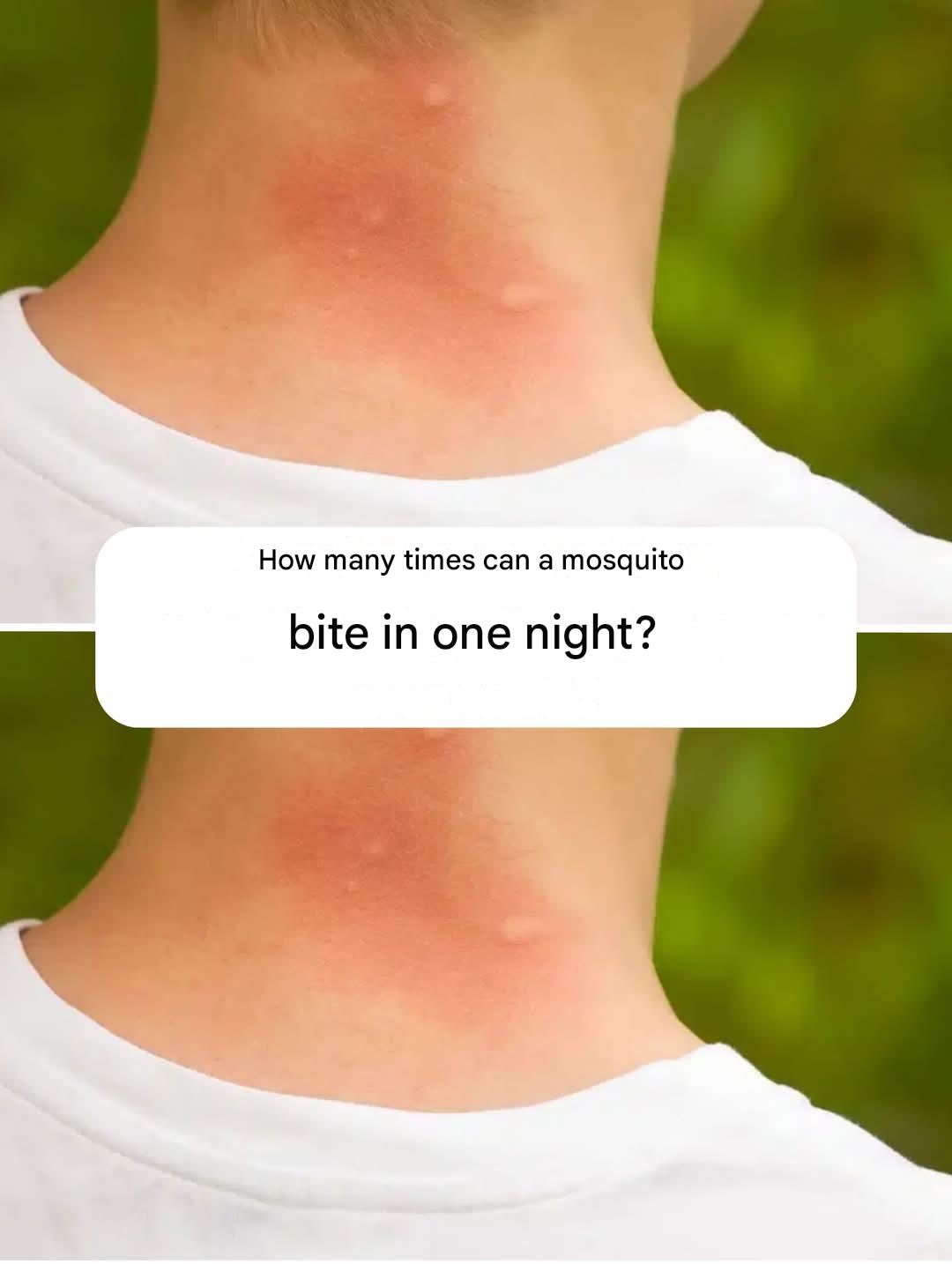 How many times can a mosquito bite in one night?