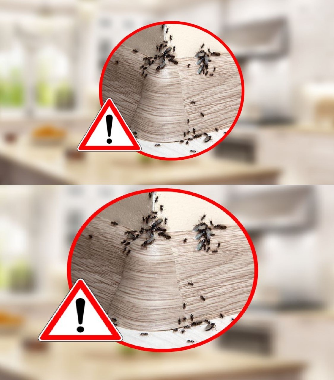Ants on the baseboard, take a pinch of this from the kitchen and sweep them all away