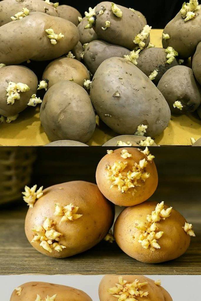 The ingenious trick to prevent potatoes from sprouting at home