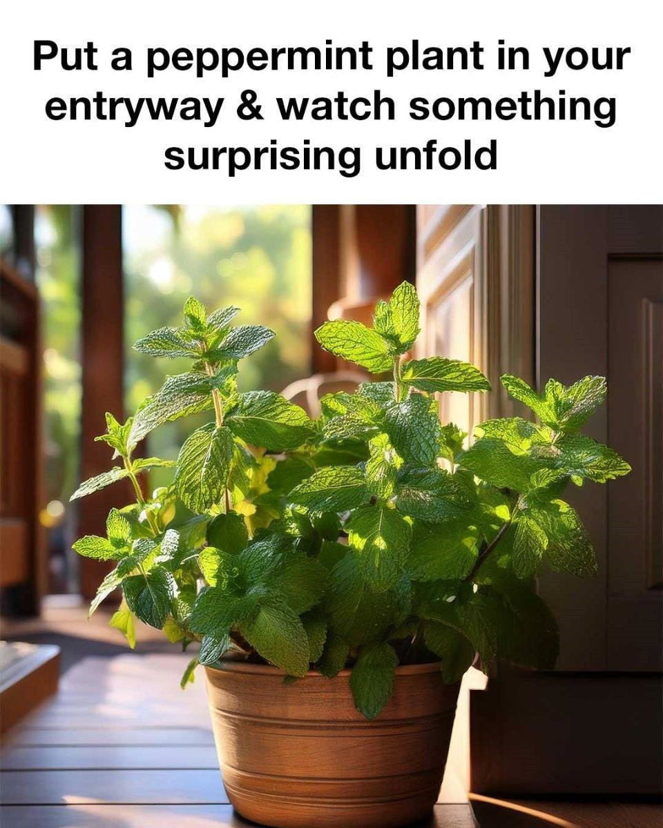 I had no idea! Gotta do this for my entryway