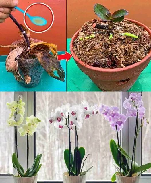 DOES NOT FLORITE, WITH A GOCEN IS RECOVERY IMMEDIATELY: RIVITALIZE ANY PLANT