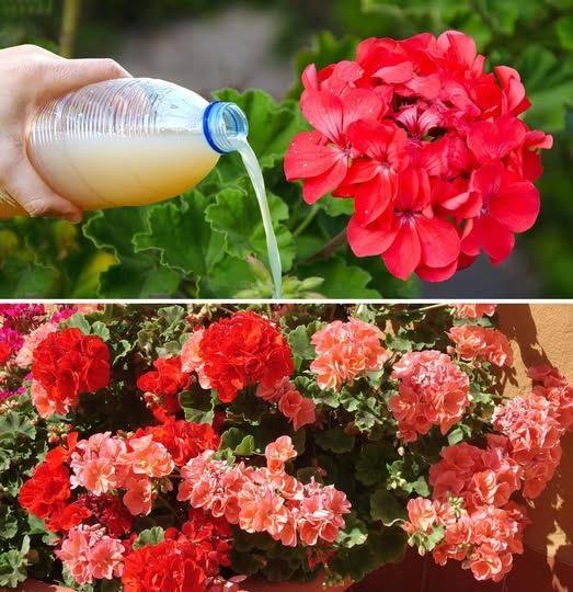 How to make geraniums bloom profusely