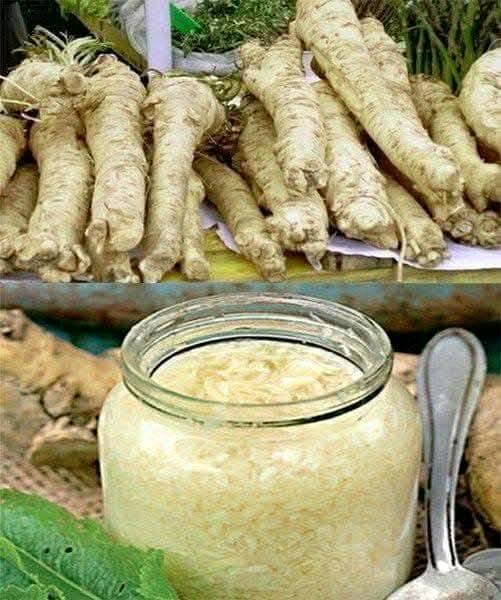 Horseradish, the perfect food for immunity, brain, heart and bones – How to eat it correctly