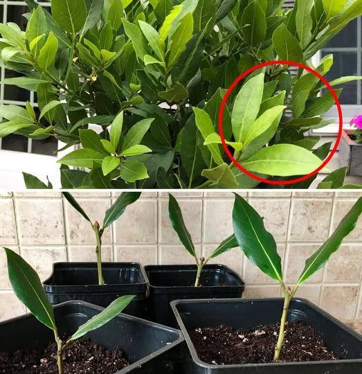 How to plant and have a lush laurel on the balcony