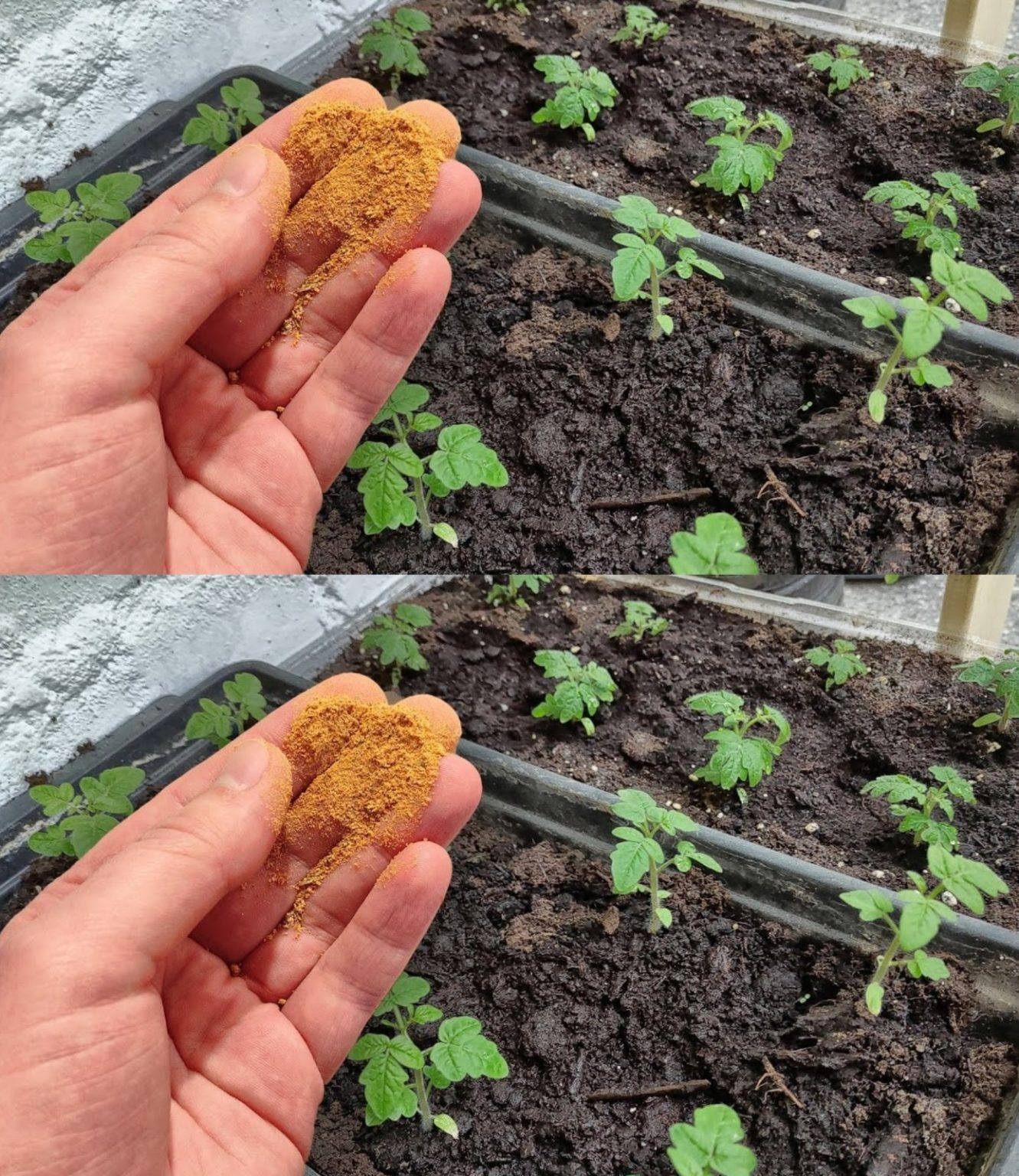 You should never grow tomatoes, peppers or cucumbers without it; you should always provide it to your plants